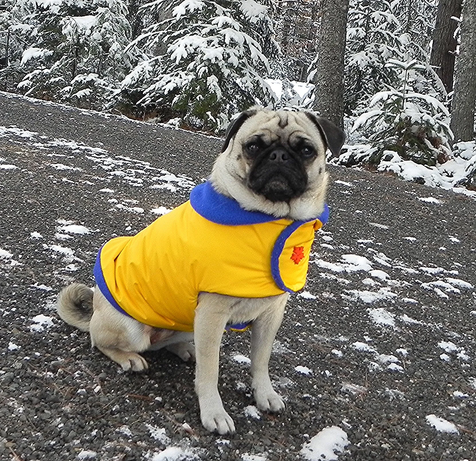 Insulated Winter Coat for Pugs: Frost Blue Snow Patrol